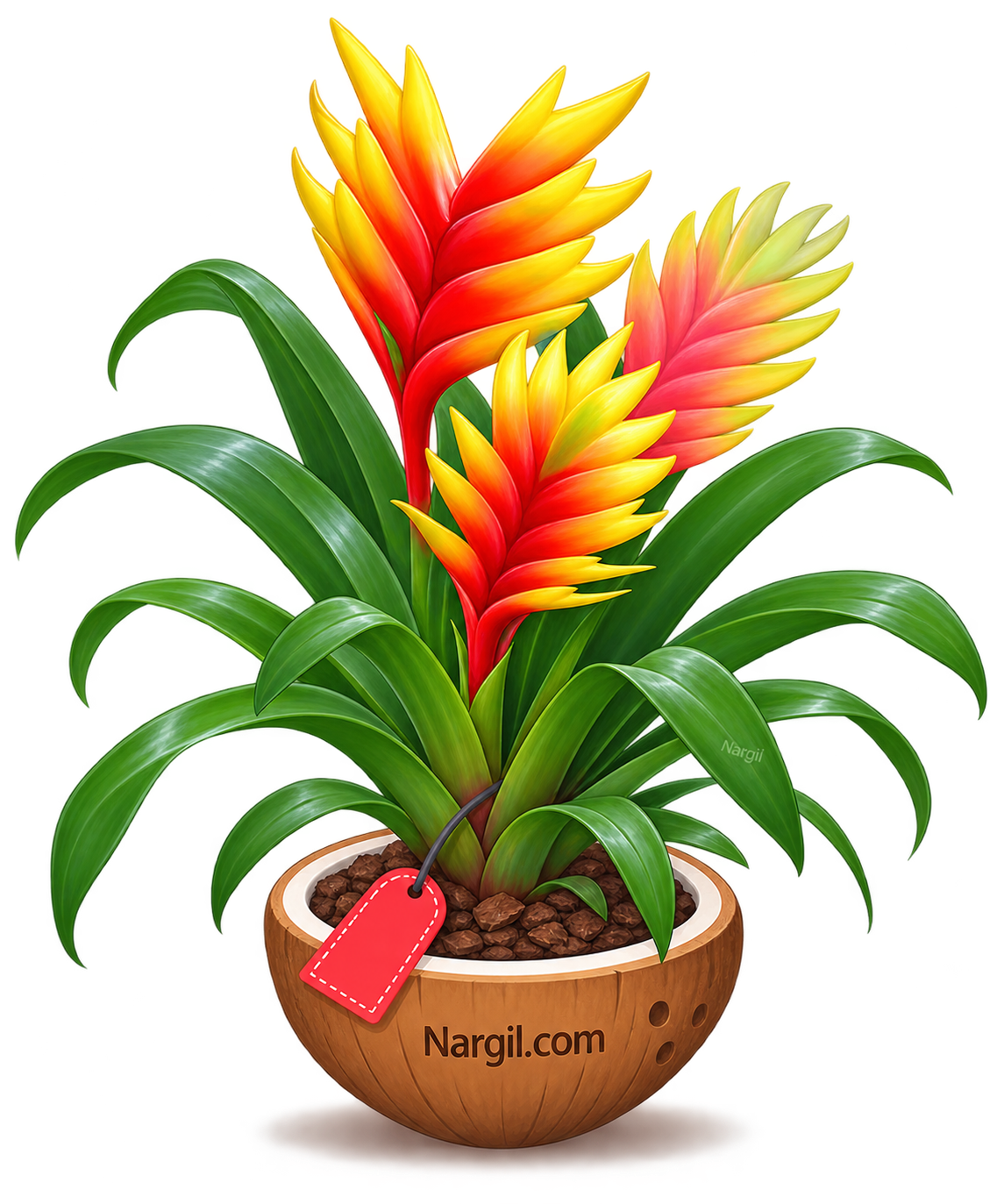 Nargil_Vriesea Carinata